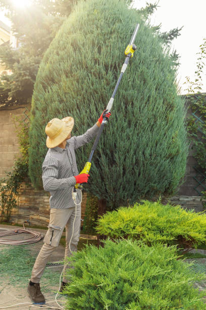 Best Arborist Consultation Services  in Lodi, WI